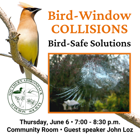 Image of a Cedar Waxwing on a branch next to a smaller picture of broken glass from a bird strike with the Southern Adirondack Audubon Society logo.