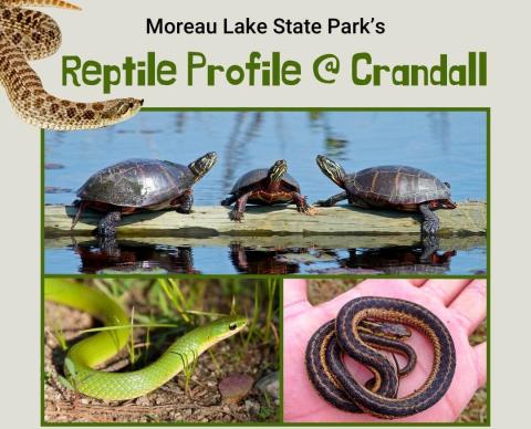 Three painted box turtles on a log with various snakes. 