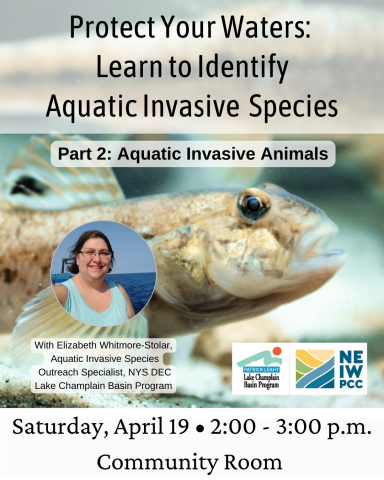 An up-close view of a swimming Round Goby. Over this image is text in black with a translucent white background: "Protect Your Waters: Learn to Identify Aquatic Invasive species" and "Part 1: Aquatic invasive Animals."  An image of Elizabeth Whitmore-Stolar on a boat on the water is in a circle paired with her title. Next to this are the logos for the Lake Champlain Basin Program and NEIWPCC. The date, time, and location for the event are at the bottom.