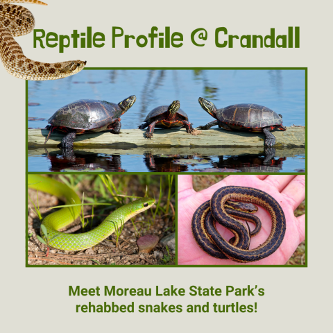 Variety of snakes and turtles