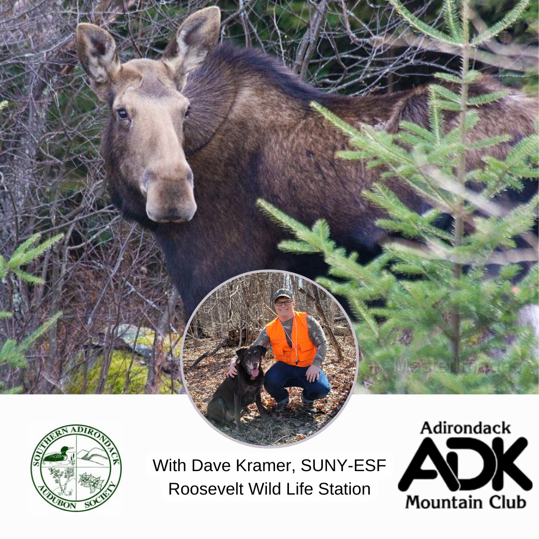 brown moose in forest inset picture of speaker with black dog